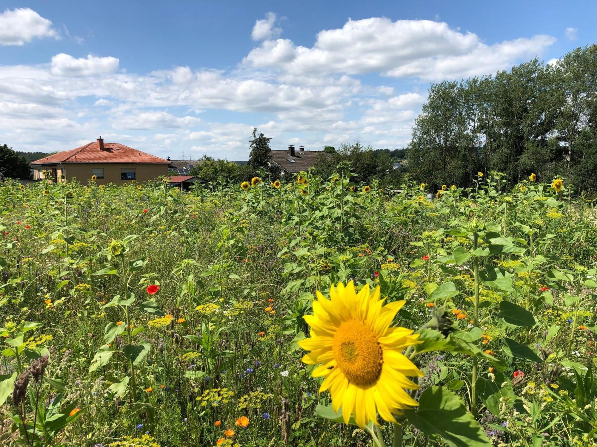 Ferienwohnung Carpe Diem Scheuerfeld 外观 照片
